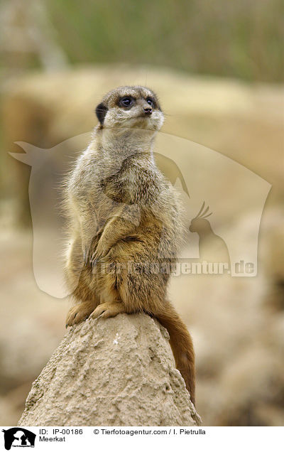 Erdmnnchen / Meerkat / IP-00186