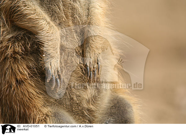 Erdmnnchen / meerkat / AVD-01051