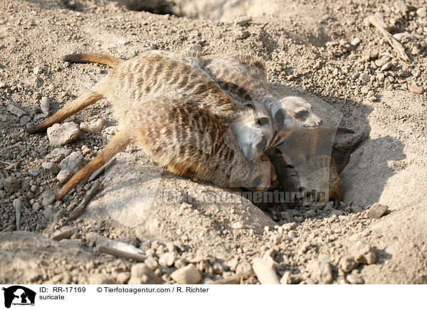 Erdmnnchen / suricate / RR-17169