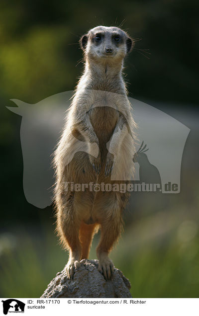 Erdmnnchen / suricate / RR-17170