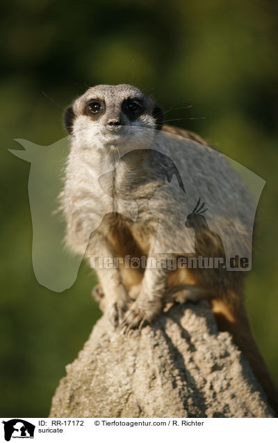 Erdmnnchen / suricate / RR-17172