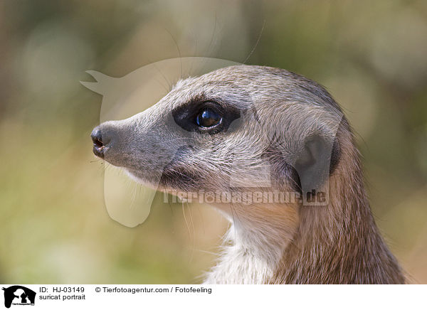 suricat portrait / HJ-03149