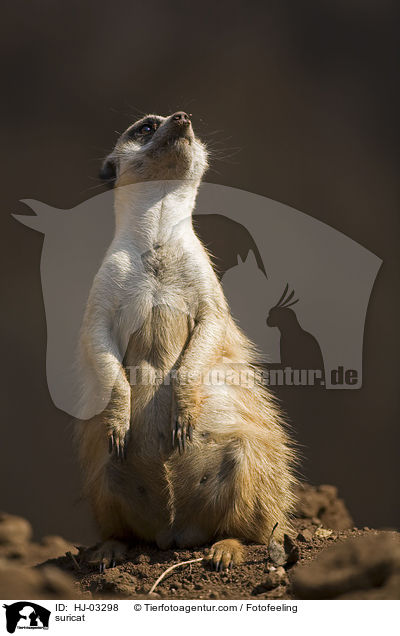 suricat / HJ-03298