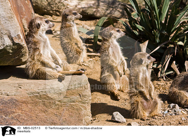 Erdmnnchen / meerkats / MBS-02513