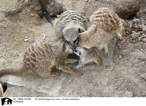 Erdmnnchen / surikates / MBS-02988