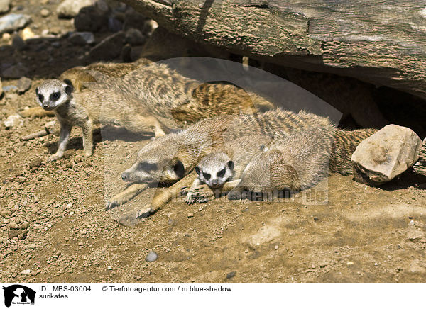 Erdmnnchen / surikates / MBS-03004