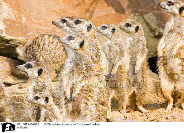 suricats / MBS-04029