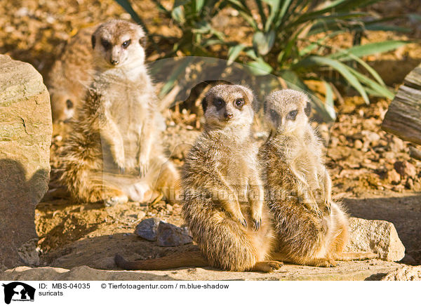 suricats / MBS-04035