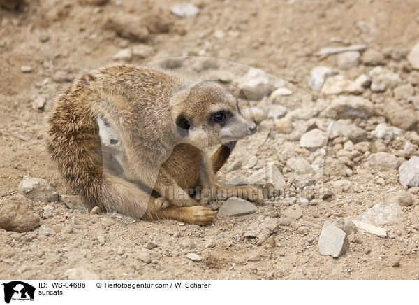 Erdmnnchen / suricats / WS-04686