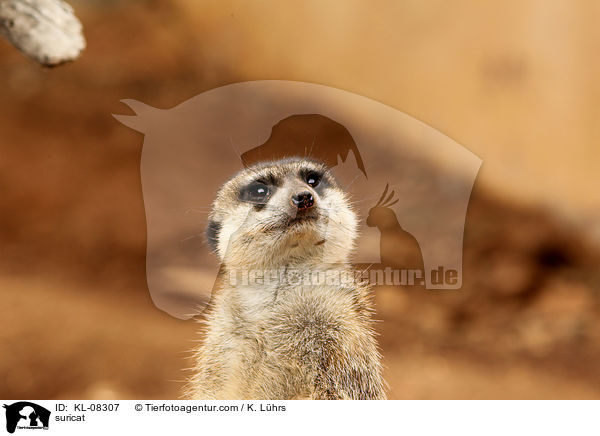 Erdmnnchen / suricat / KL-08307