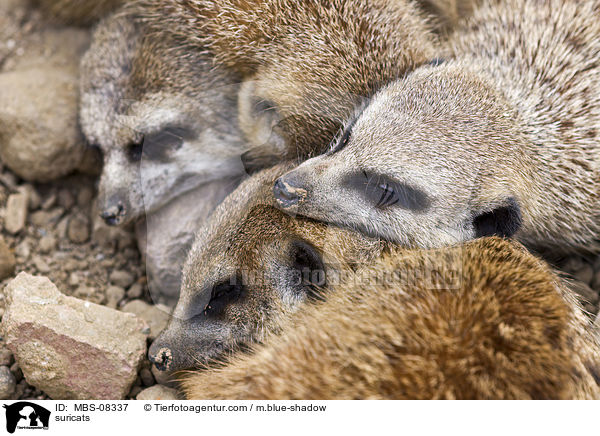 Erdmnnchen / suricats / MBS-08337