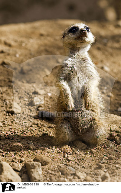 Erdmnnchen / suricat / MBS-08338