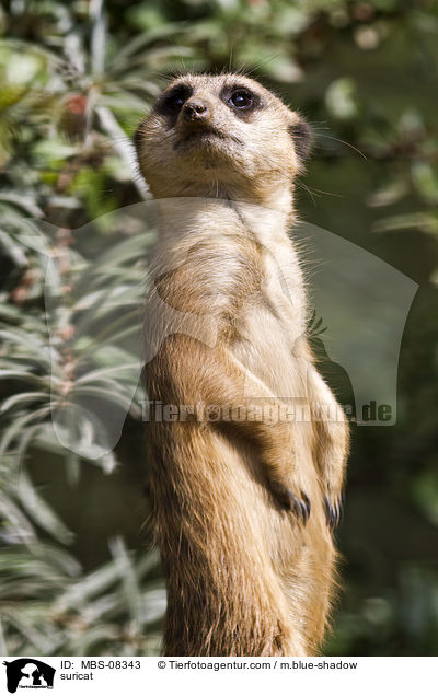 Erdmnnchen / suricat / MBS-08343