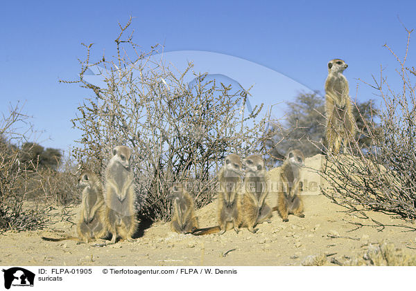 Erdmnnchen / suricats / FLPA-01905