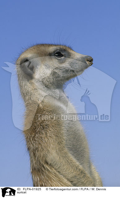 Erdmnnchen / suricat / FLPA-01925