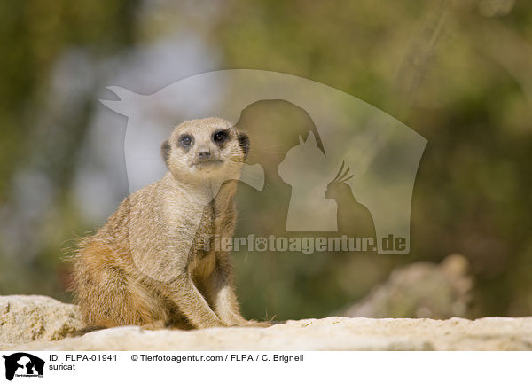 Erdmnnchen / suricat / FLPA-01941