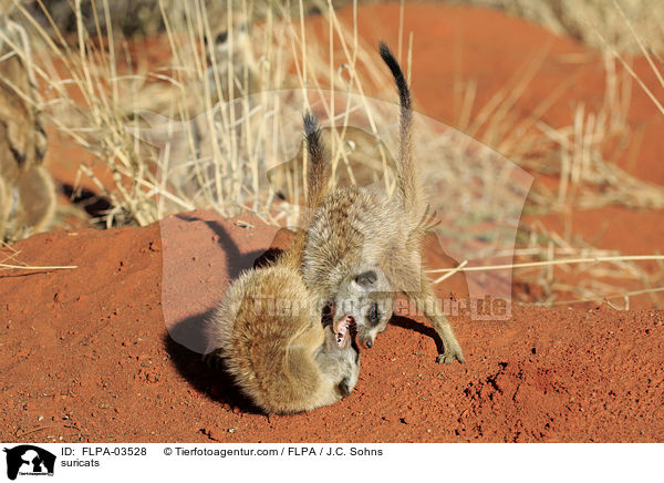 Erdmnnchen / suricats / FLPA-03528