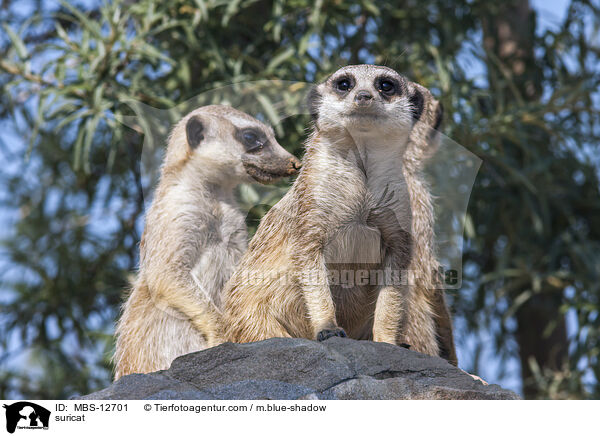 Erdmnnchen / suricat / MBS-12701