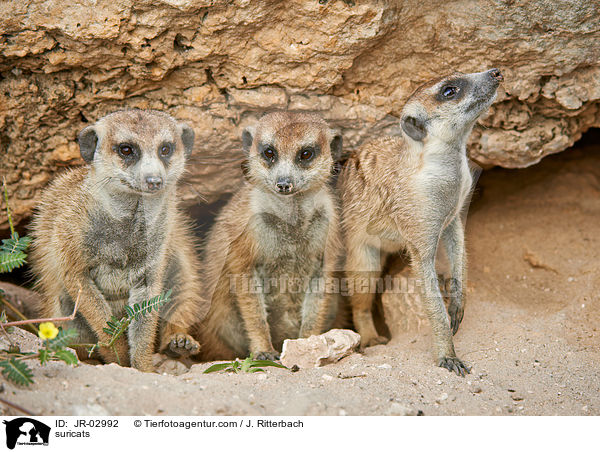 suricats / JR-02992