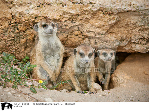 suricats / JR-02996