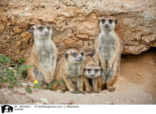 Erdmnnchen / suricats / JR-03001