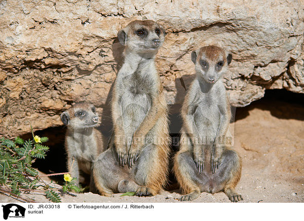 Erdmnnchen / suricat / JR-03018