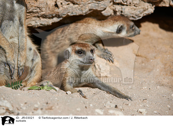 Erdmnnchen / suricats / JR-03021