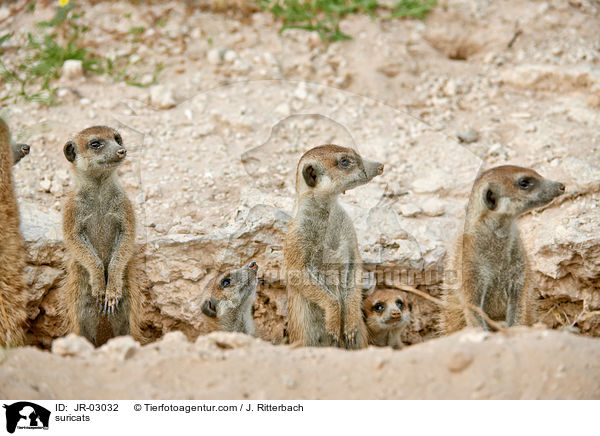 Erdmnnchen / suricats / JR-03032