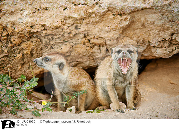 suricats / JR-03039