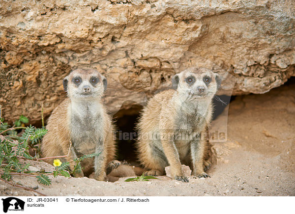 Erdmnnchen / suricats / JR-03041