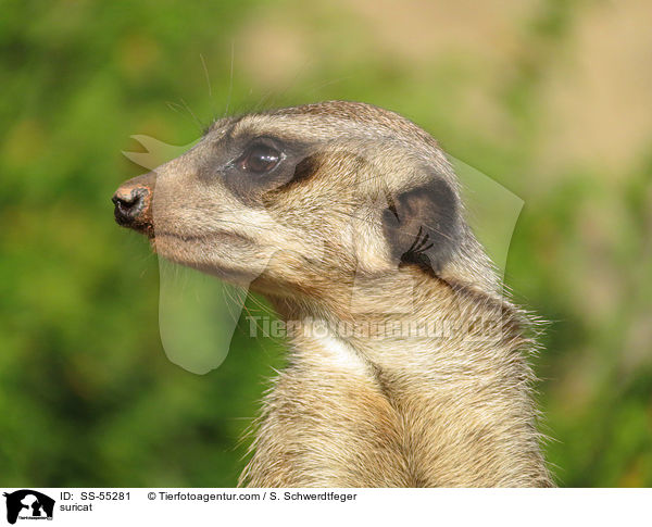 Erdmnnchen / suricat / SS-55281