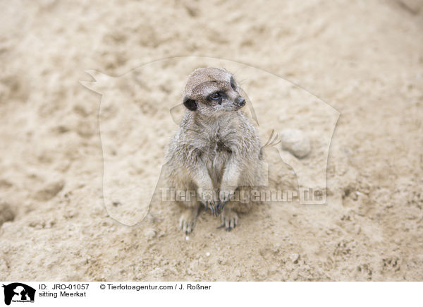 sitting Meerkat / JRO-01057