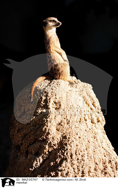 Erdmnnchen / meerkat / MAZ-05767