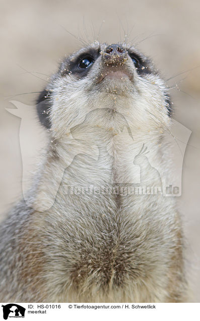 Erdmnnchen / meerkat / HS-01016