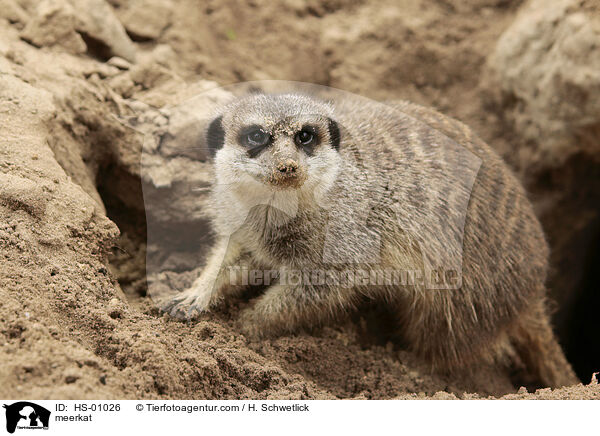Erdmnnchen / meerkat / HS-01026