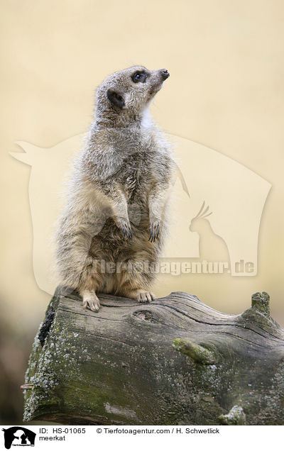 Erdmnnchen / meerkat / HS-01065