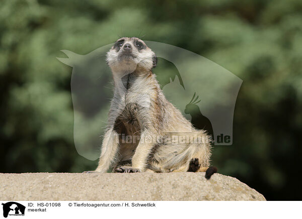 meerkat / HS-01098