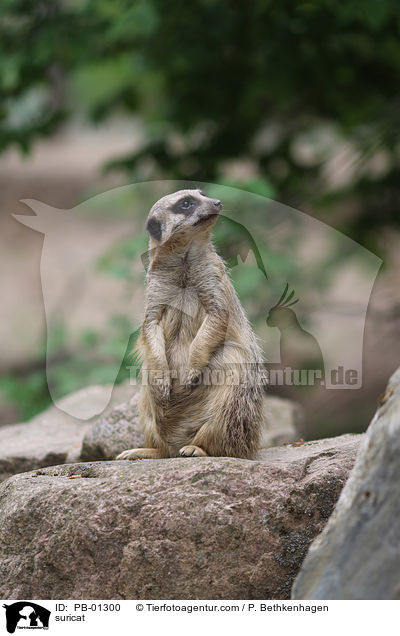 Erdmnnchen / suricat / PB-01300