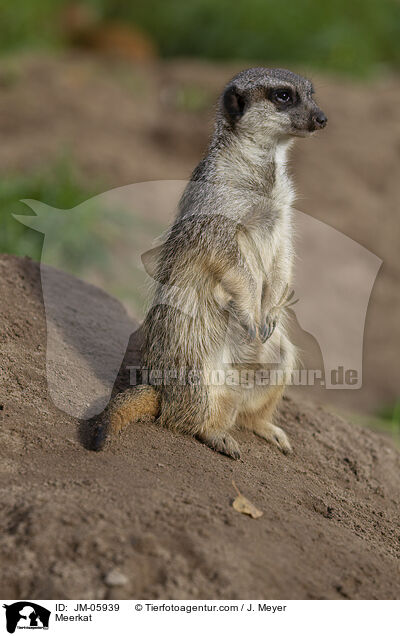 Erdmnnchen / Meerkat / JM-05939