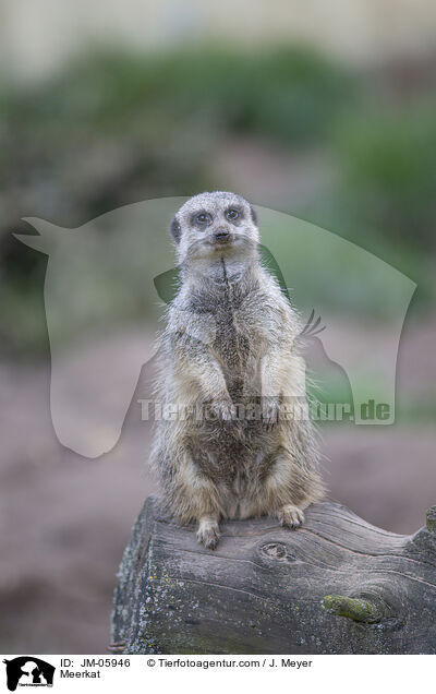 Erdmnnchen / Meerkat / JM-05946