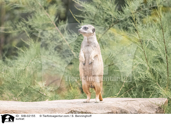 Erdmnnchen / suricat / SIB-02155