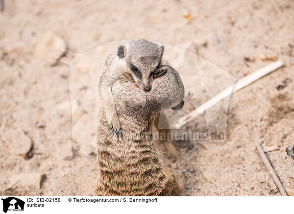 Erdmnnchen / suricats / SIB-02158