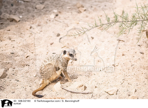 Erdmnnchen / suricat / SIB-02160