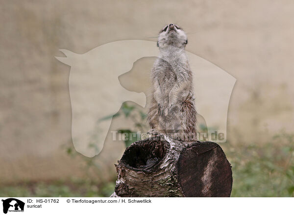 Erdmnnchen / suricat / HS-01762