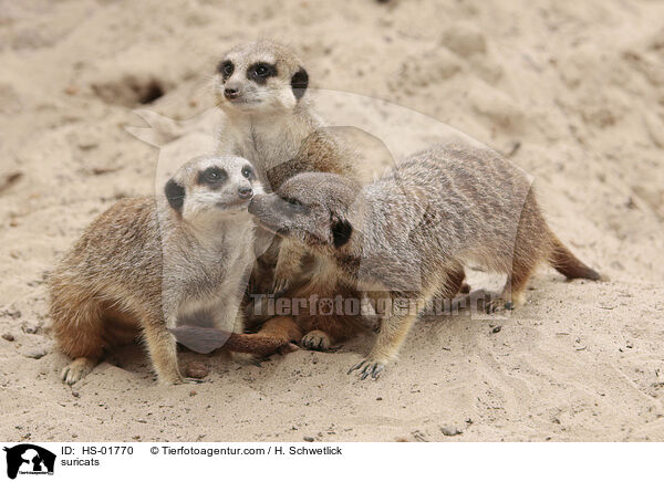 Erdmnnchen / suricats / HS-01770