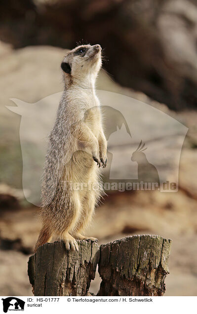 Erdmnnchen / suricat / HS-01777