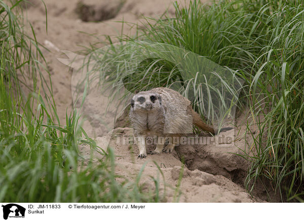 Erdmnnchen / Surikat / JM-11833