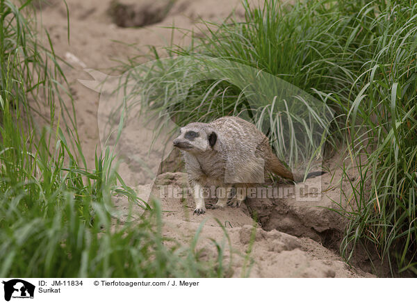 Erdmnnchen / Surikat / JM-11834