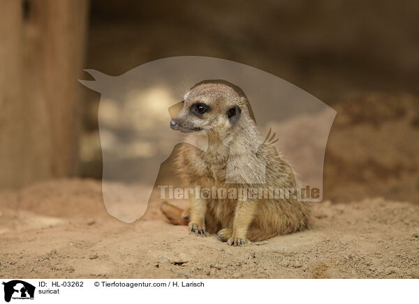 Erdmnnchen / suricat / HL-03262