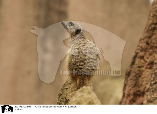 Erdmnnchen / suricat / HL-03303